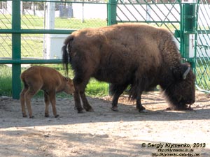 Херсонская область. Аскания-Нова. Фото. В зоопарке. Американский бизон (Bison bison).
