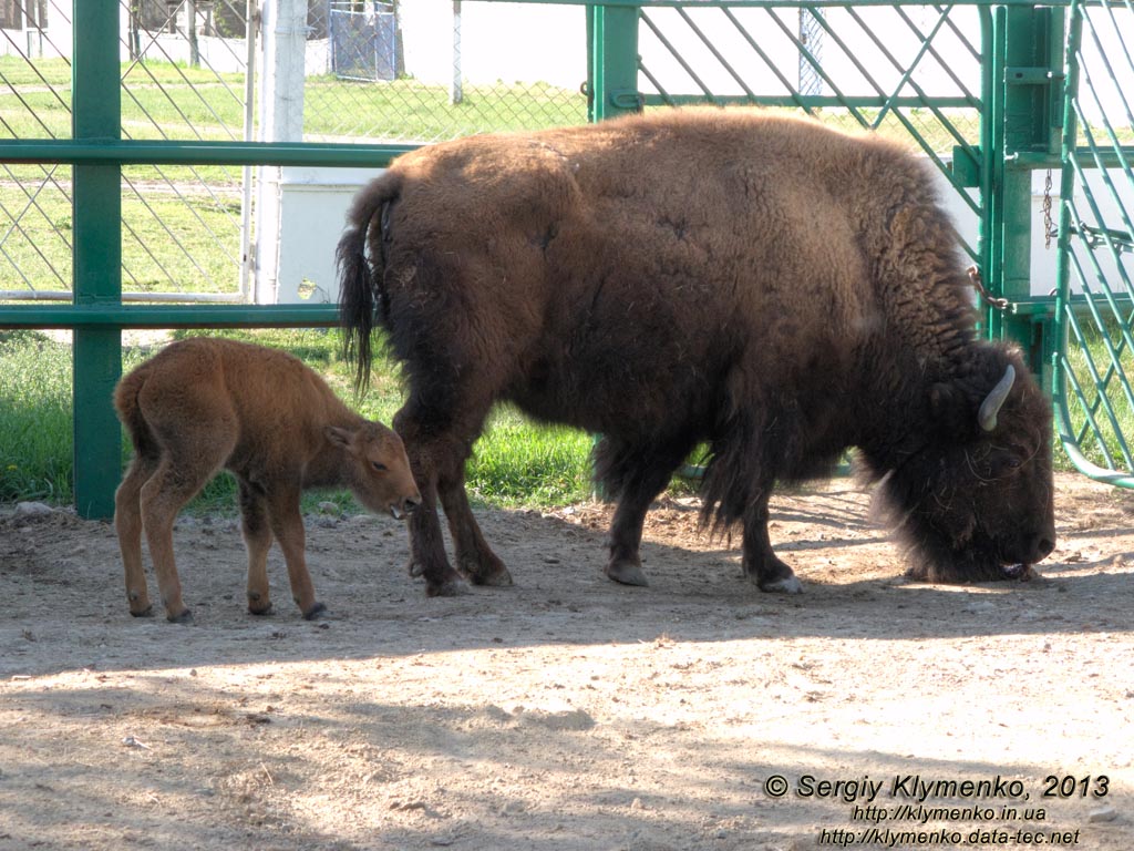 Херсонская область. Аскания-Нова. Фото. В зоопарке. Американский бизон (Bison bison).