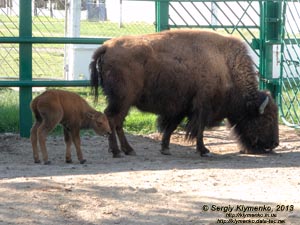 Херсонская область. Аскания-Нова. Фото. В зоопарке. Американский бизон (Bison bison).