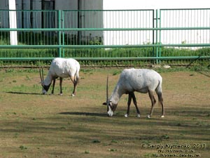 Херсонская область. Аскания-Нова. Фото. В зоопарке. Аравийский орикс (Oryx leucoryx).