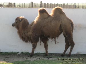 Херсонская область. Аскания-Нова. Фото. В зоопарке. Двугорбый верблюд (Camelus bactrianus).