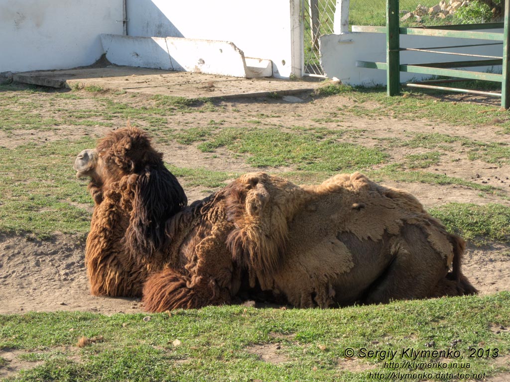 Херсонская область. Аскания-Нова. Фото. В зоопарке. Двугорбый верблюд (Camelus bactrianus).