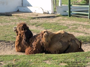 Херсонская область. Аскания-Нова. Фото. В зоопарке. Двугорбый верблюд (Camelus bactrianus).