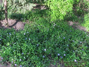 Херсонская область. Аскания-Нова. Фото. В дендропарке. Барвинок малый (Vinca minor).