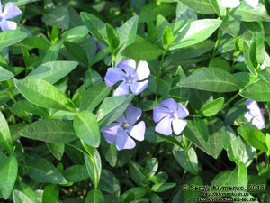 Херсонская область. Аскания-Нова. Фото. В дендропарке. Барвинок малый (Vinca minor).