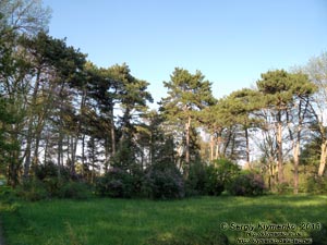 Херсонская область. Аскания-Нова. Фото. В дендропарке.