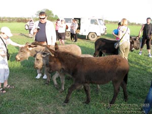 Херсонская область. Аскания-Нова. Фото. Большой Чапельский под. Домашний осёл (Equus asinus) - нахальный попрошайка.