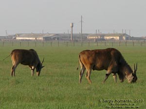 Херсонская область. Аскания-Нова. Фото. Большой Чапельский под. Канна (Taurotragus oryx).