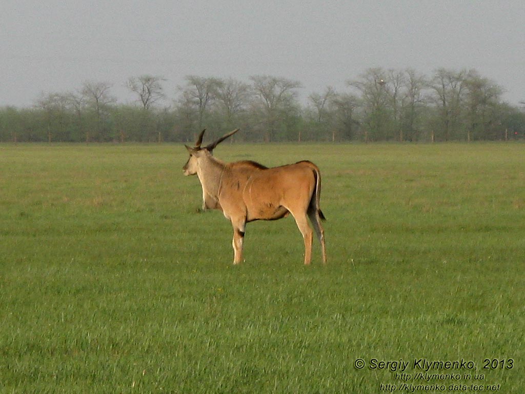 Херсонская область. Аскания-Нова. Фото. Большой Чапельский под. Канна (Taurotragus oryx).