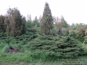 Херсонская область. Аскания-Нова. Фото. В рассаднике дендропарка.