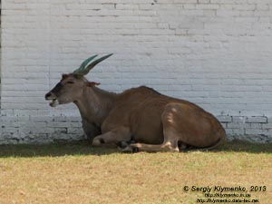 Херсонская область. Аскания-Нова. Фото. В зоопарке. Канна (Taurotragus oryx).