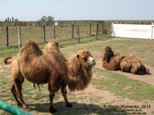 Херсонская область. Аскания-Нова. Фото. В зоопарке. Двугорбый верблюд (Camelus bactrianus).