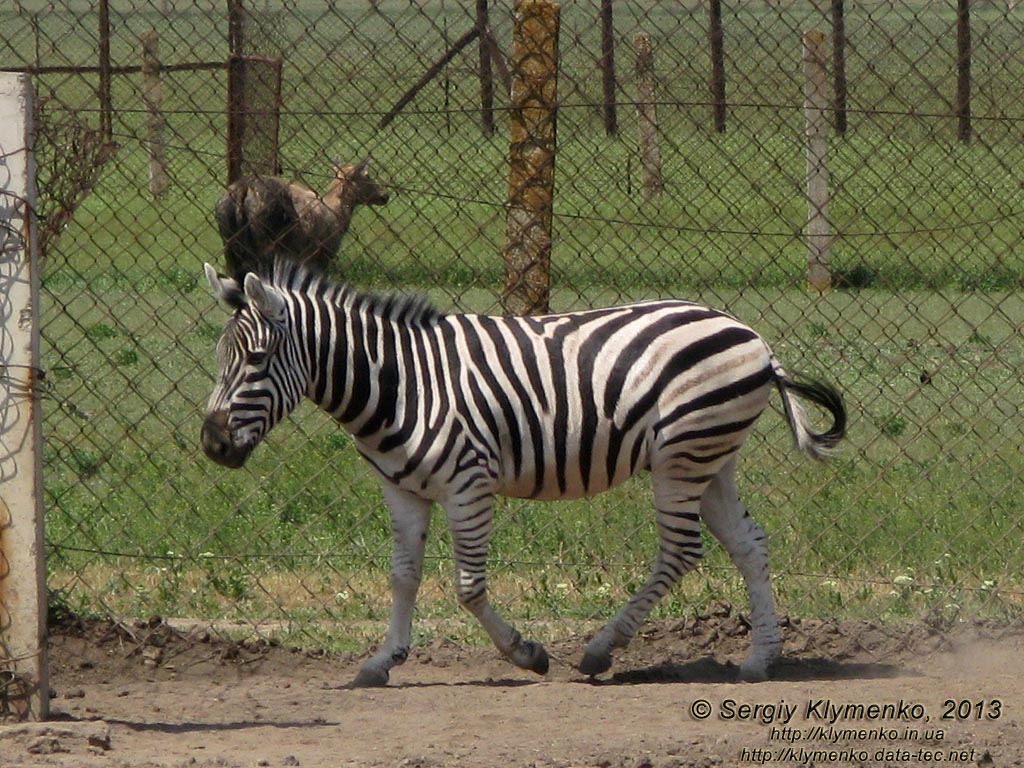 Херсонская область. Аскания-Нова. Фото. В зоопарке. Зебра Чапмана (Equus quagga chapmani).