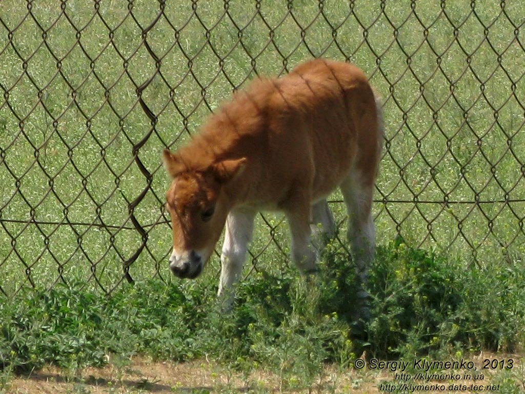 Херсонская область. Аскания-Нова. Фото. В зоопарке. Шетлендский пони (Equus caballus var.) Жеребёнок.