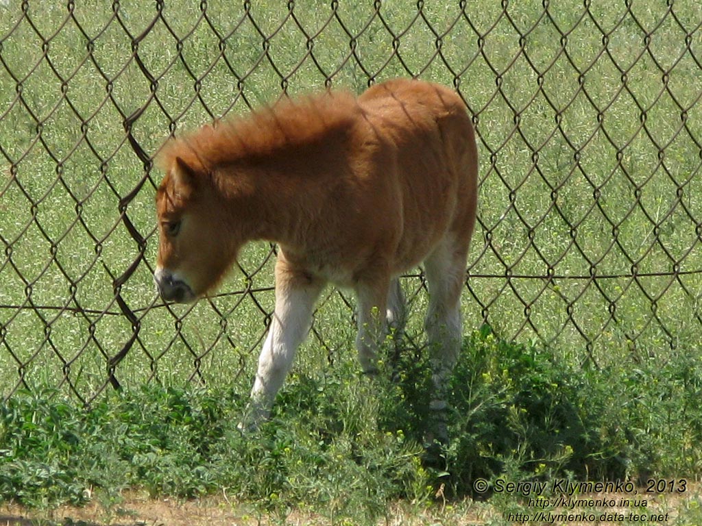 Херсонская область. Аскания-Нова. Фото. В зоопарке. Шетлендский пони (Equus caballus var.) Жеребёнок.