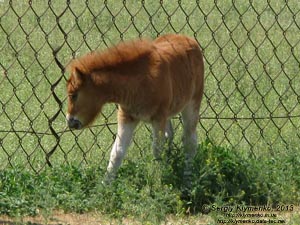Херсонская область. Аскания-Нова. Фото. В зоопарке. Шетлендский пони (Equus caballus var.) Жеребёнок.