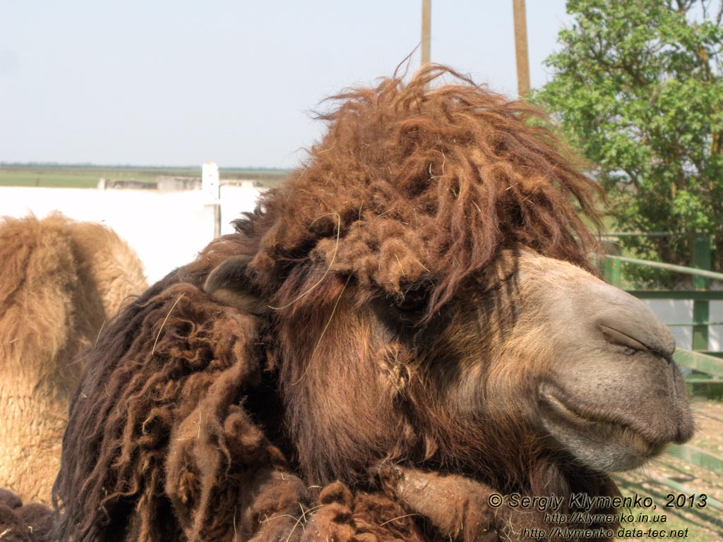 Херсонская область. Аскания-Нова. Фото. В зоопарке. Двугорбый верблюд (Camelus bactrianus).