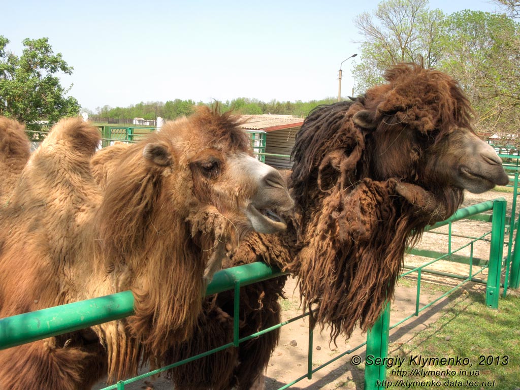 Херсонская область. Аскания-Нова. Фото. В зоопарке. Двугорбый верблюд (Camelus bactrianus).