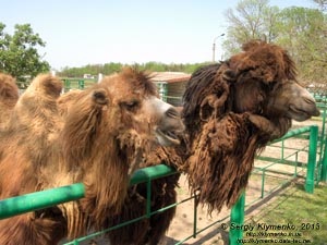 Херсонская область. Аскания-Нова. Фото. В зоопарке. Двугорбый верблюд (Camelus bactrianus).