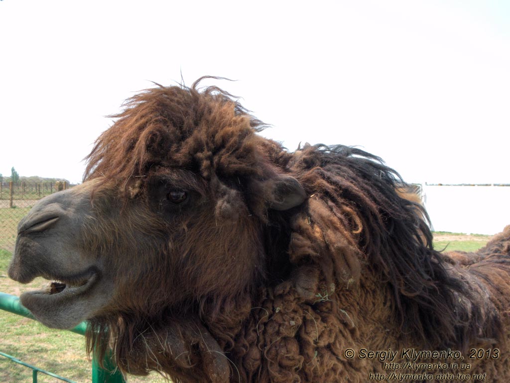 Херсонская область. Аскания-Нова. Фото. В зоопарке. Двугорбый верблюд (Camelus bactrianus).