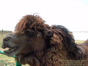 Херсонская область. Аскания-Нова. Фото. В зоопарке. Двугорбый верблюд (Camelus bactrianus).