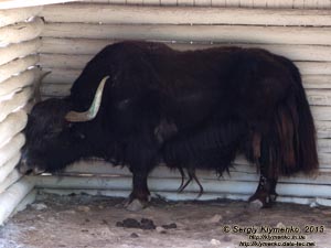 Херсонская область. Аскания-Нова. Фото. В зоопарке. Як (Bos grunniens, Bos mutus).