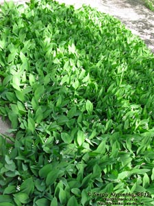 Херсонская область. Аскания-Нова. Фото. В дендропарке. Ландыш майский (Convallaria majalis).