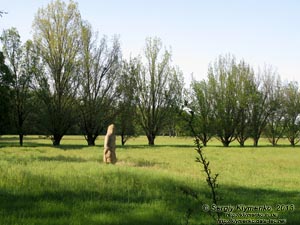 Херсонская область. Аскания-Нова. Фото. В дендропарке. Одна из «Половецких баб».