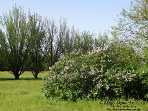 Херсонская область. Аскания-Нова. Фото. В дендропарке.