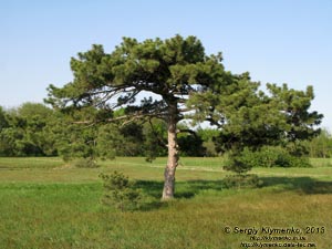 Херсонская область. Аскания-Нова. Фото. В дендропарке.