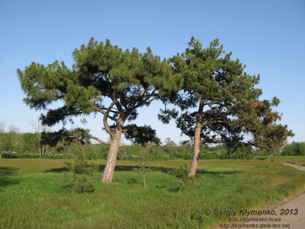 Херсонская область. Аскания-Нова. Фото. В дендропарке.