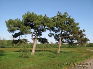 Херсонская область. Аскания-Нова. Фото. В дендропарке.