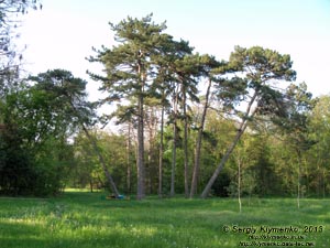 Херсонская область. Аскания-Нова. Фото. В дендропарке.