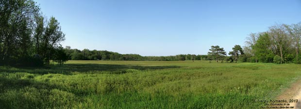 Херсонская область. Аскания-Нова. Фото. В дендропарке. Панорама ~90°.