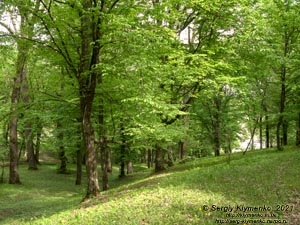 Хмельницкая область. Село Кривчик Дунаевецкого района. Фото. В парке бывшего имения семьи Крупенских (48°48'52"N, 26°50'12"E).