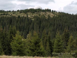 Черновицкая область, Вижницкий район. Фото. Вид на гору Томнатик с коварной полонины (47°45'21"N, 25°02'12"E) выше перевала Семенчук.