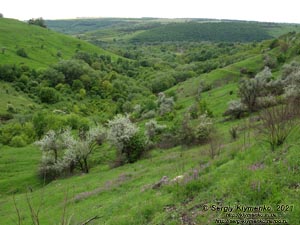 Хмельницкая область. Неподалёку от сёл Кружковцы и Притуловка. Фото. Ушицкий (Притуловский) каньон – каньон речки Ушица (48°49'17"N, 27°06'50"E).