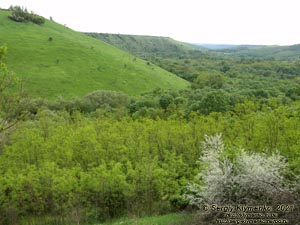 Хмельницкая область. Неподалёку от сёл Кружковцы и Притуловка. Фото. Ушицкий (Притуловский) каньон – каньон речки Ушица (48°49'17"N, 27°06'50"E).