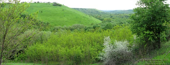 Хмельницкая область. Неподалёку от сёл Кружковцы и Притуловка. Фото. Живописный Ушицкий (Притуловский) каньон – каньон речки Ушица (48°49'17"N, 27°06'50"E). Панорама ~150°.
