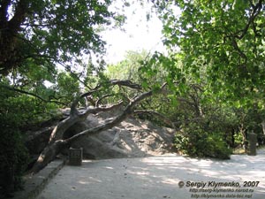 Алупка. Дворцово-парковый музей-заповедник. В Нижнем парке.