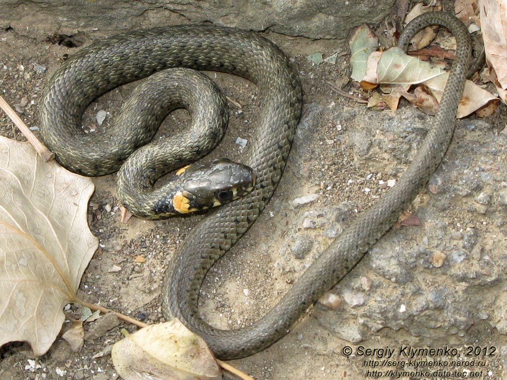 Крым. Фото. Уж обыкновенный (Natrix natrix) крупным планом.