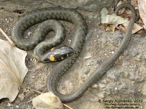 Крым. Фото. Уж обыкновенный (Natrix natrix) крупным планом.