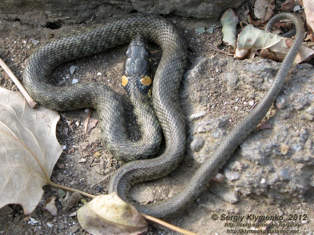 Крым. Фото. Уж обыкновенный (Natrix natrix) крупным планом.