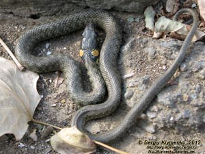 Крым. Фото. Уж обыкновенный (Natrix natrix) крупным планом.