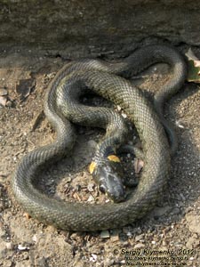 Крым. Фото. Уж обыкновенный (Natrix natrix) крупным планом.