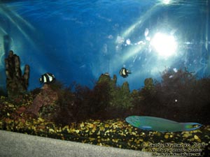 Севастополь. Фото. Аквариум-музей. Дасцилл зебровидный - Dascyllus aruanus. Талассома лунная - Thalassoma lunare.