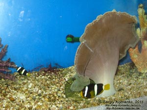 Севастополь. Фото. Аквариум-музей. Клоун шоколадный - Amphiprion clarkii.