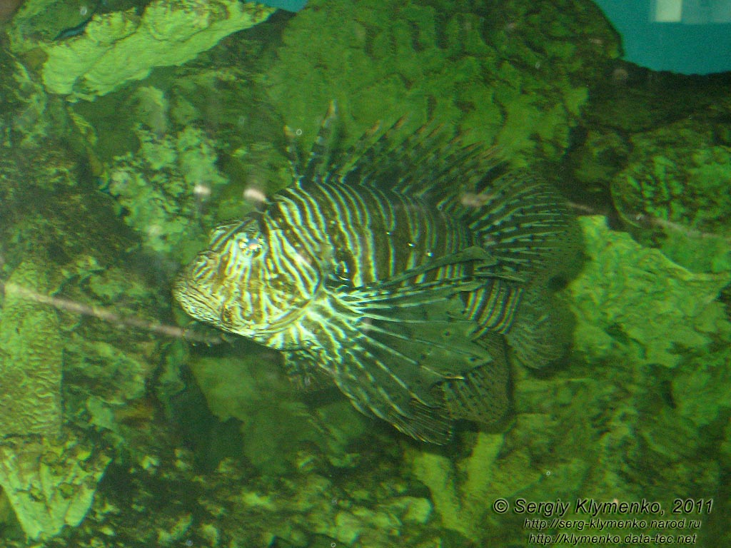 Севастополь. Фото. Аквариум-музей. Крылатка полосатая - Pterois volitans.
