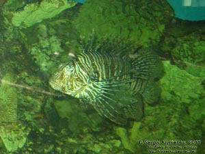 Севастополь. Фото. Аквариум-музей. Крылатка полосатая - Pterois volitans.