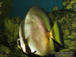 Севастополь. Фото. Аквариум-музей. Платакс - Platax pinnatus.